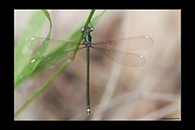 PhotoID: AusDa516. Stream Flatwing (Miniargiolestes minimus) - female
