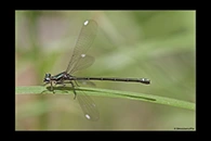 PhotoID: AusDa517. Stream Flatwing (Miniargiolestes minimus) - female