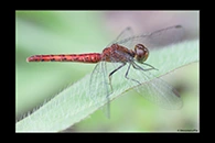 PhotoID: AusDr311. Pygmy Percher (Nannodiplax rubra) - female