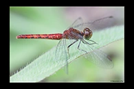 PhotoID: AusDr312. Pygmy Percher (Nannodiplax rubra) - female