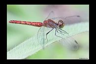 PhotoID: AusDr314. Pygmy Percher (Nannodiplax rubra) - female