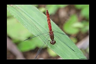 PhotoID: AusDr316. Pygmy Percher (Nannodiplax rubra) - female