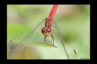 PhotoID: AusDr318. Pygmy Percher (Nannodiplax rubra) - female