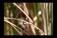 PhotoID: AusDr398. Pilbara Archtail (Nannophlebia injibandi) - female