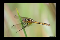 PhotoID: AusDr696. Eastern Pygmyfly (Nannophya dalei) - female