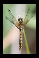 PhotoID: AusDr699. Eastern Pygmyfly (Nannophya dalei) - female
