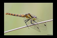 PhotoID: AusDr702. Eastern Pygmyfly (Nannophya dalei) - female