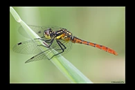 PhotoID: AusDr704. Eastern Pygmyfly (Nannophya dalei) - male