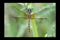 PhotoID: AusDr713. Eastern Pygmyfly (Nannophya dalei) - female