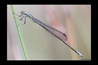PhotoID: AusDa397. Southern Pinfly (Neosticta canescens) - male