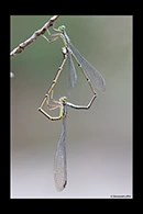 PhotoID: AusDa415. Southern Pinfly (Neosticta canescens) - copula