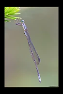 PhotoID: AusDa433. Southern Pinfly (Neosticta canescens) - male