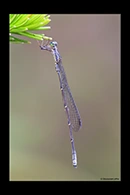 PhotoID: AusDa434. Southern Pinfly (Neosticta canescens) - male