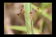 PhotoID: AusDr256. Painted Grasshawk (Neurothemis stigmatizans) - female