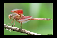 PhotoID: AusDr279. Painted Grasshawk (Neurothemis stigmatizans) - male