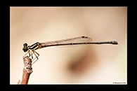PhotoID: AusDa438. Malachite Threadtail (Nososticta liveringa) - female
