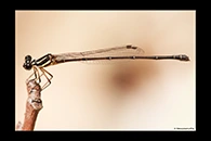 PhotoID: AusDa439. Malachite Threadtail (Nososticta liveringa) - female