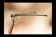 PhotoID: AusDa441. Malachite Threadtail (Nososticta liveringa) - female