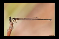 PhotoID: AusDa443. Malachite Threadtail (Nososticta liveringa) - female