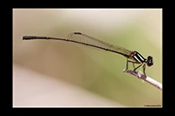 PhotoID: AusDa448. Malachite Threadtail (Nososticta liveringa) - male