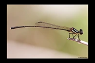 PhotoID: AusDa449. Malachite Threadtail (Nososticta liveringa) - male