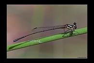 PhotoID: AusDa462. Malachite Threadtail (Nososticta liveringa) - male