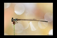 PhotoID: AusDa463. Malachite Threadtail (Nososticta liveringa) - male