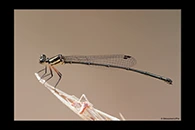 PhotoID: AusDa484. Malachite Threadtail (Nososticta liveringa) - female