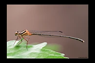 PhotoID: AusDa069. Orange Threadtail (Nososticta solida) - male