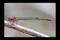 PhotoID: AusDa074. Orange Threadtail (Nososticta solida) - male