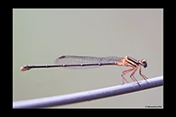 PhotoID: AusDa075. Orange Threadtail (Nososticta solida) - female