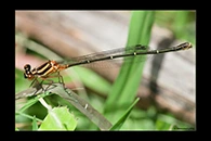PhotoID: AusDa076. Orange Threadtail (Nososticta solida) - female