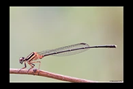 PhotoID: AusDa083. Orange Threadtail (Nososticta solida) - male