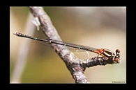 PhotoID: AusDa102. Orange Threadtail (Nososticta solida) - female