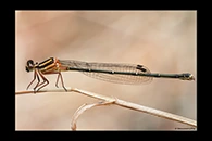 PhotoID: AusDa139. Orange Threadtail (Nososticta solida) - female