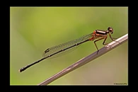 PhotoID: AusDa140. Orange Threadtail (Nososticta solida) - male