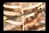 PhotoID: AusDa246. Orange Threadtail (Nososticta solida) - female