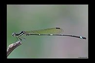 PhotoID: AusDa302. Fivespot Threadtail (Nososticta solitaria) - male