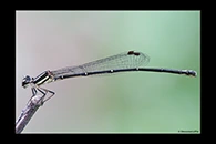PhotoID: AusDa303. Fivespot Threadtail (Nososticta solitaria) - female