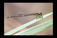 PhotoID: AusDa320. Fivespot Threadtail (Nososticta solitaria) - male