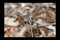 PhotoID: AusDr001. Blue Skimmer (Orthetrum caledonicum) - copula