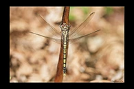 PhotoID: AusDr002. Blue Skimmer (Orthetrum caledonicum) - female