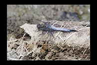 PhotoID: AusDr003. Blue Skimmer (Orthetrum caledonicum) - male