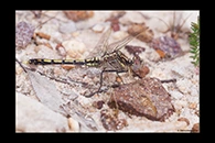 PhotoID: AusDr020. Blue Skimmer (Orthetrum caledonicum) - immature male