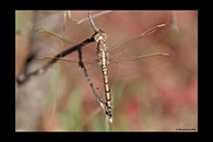 PhotoID: AusDr185. Blue Skimmer (Orthetrum caledonicum) - immature male