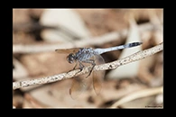 PhotoID: AusDr212. Blue Skimmer (Orthetrum caledonicum) - male