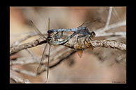 PhotoID: AusDr213. Blue Skimmer (Orthetrum caledonicum) - copula