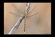 PhotoID: AusDr234. Blue Skimmer (Orthetrum caledonicum) - male
