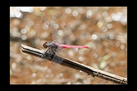 PhotoID: AusDr232. Rosy Skimmer (Orthetrum migratum) - male