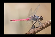 PhotoID: AusDr395. Rosy Skimmer (Orthetrum migratum) - male